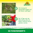 Nützlinge gegen Ameisen: Bild 6/8