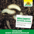 Nützlinge gegen Dickmaulrüssler und Gartenlaubkäfer: Bild 11/11