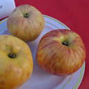 Malus domestica 'Gravensteiner' - Herbstapfel