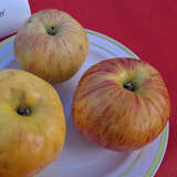 Malus domestica 'Gravensteiner' - Herbstapfel