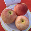 Malus domestica 'Retina': Bild 3/3