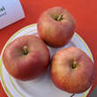 Malus domestica 'Idared': Bild 1/4