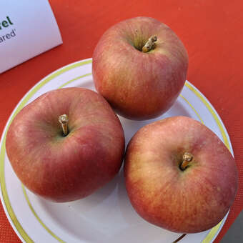 Malus domestica 'Idared'