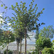 Tilia cordata 'Green Globe': Bild 2/2