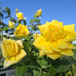 Rose 'Landora': Bild 4/4