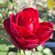 Rose 'Duftzauber': Bild 5/5