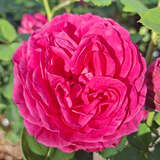 Rose 'Erzherzog Franz Ferdinand' - Moderne Edelrose
