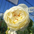 Rose 'Claire Austin': Bild 1/8