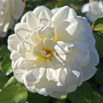 Rose 'Marina Picasso'