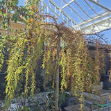 Taxodium distichum 'Cascade Falls' - Hänge-Sumpfzypresse