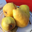 Pyrus communis 'Williams Christbirne': Bild 1/3