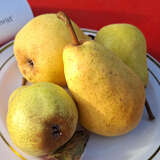 Pyrus communis 'Williams Christbirne' - Sommerbirne