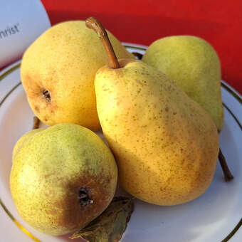 Pyrus communis 'Williams Christbirne'