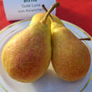Pyrus communis 'Gute Luise von Avranches' - Herbstbirne