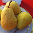 Pyrus communis 'Williams Christbirne': Bild 2/3