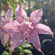 Clematis 'Multi Pink': Bild 6/7