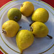 Pyrus elaeagnifolia 'Silver Sails': Bild 3/4