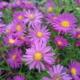 Aster dumosus 'Kassel' - Kissenaster