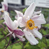 Anemone 'Dreaming Swan' - Herbstanemone