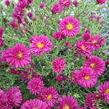 Aster novi-belgii 'Royal Ruby' - Herbst-Glattblattaster
