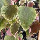 Cercis canadensis 'Carolina Sweetheart' - Kanadischer Judasbaum