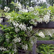 Wisteria brachybotrys 'Shiro-kapitan': Bild 1/5