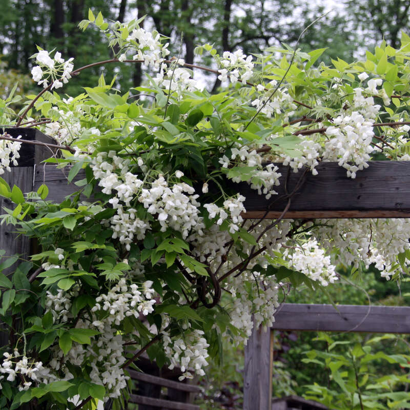 Blauregen - Wisteria brachybotrys 'Shiro-kapitan' - wei