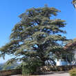 Cedrus libani 'Glauca': Bild 7/14