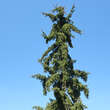Picea abies 'Rothenhaus': Bild 3/3