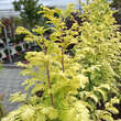 Metasequoia glyptostroboides 'Goldrush': Bild 3/6