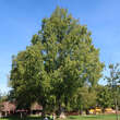 Metasequoia glyptostroboides: Bild 5/9