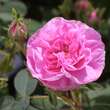Rose 'Pompon de Bourgogne': Bild 1/4