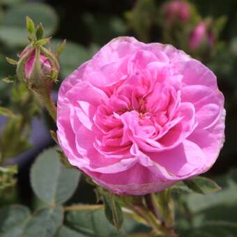 Rose 'Pompon de Bourgogne'