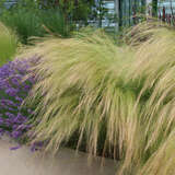 Stipa tenuissima 'Ponytails' - Federgras