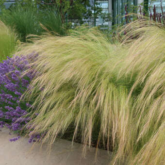 Stipa tenuissima 'Ponytails'