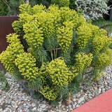 Euphorbia characias wulfenii - Palisaden-Wolfsmilch