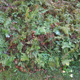 Adianthum venustum - Frauenhaarfarn