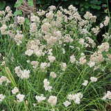 Luzula nivea - Hainsimse, Waldmarbel, Schneesimse