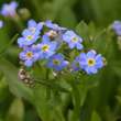 Myosotis palustris (scorpioides): Bild 5/5