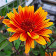 Heliopsis helianthoides 'Funky Spinner': Bild 6/8