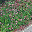Geranium macrorrhizum 'Ingwersen's Variety': Bild 5/5