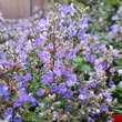 Nepeta faassenii 'Purrsian Blue': Bild 3/5
