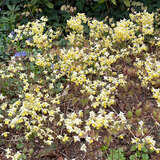 Epimedium versicolor 'Sulphureum' - Elfenblume