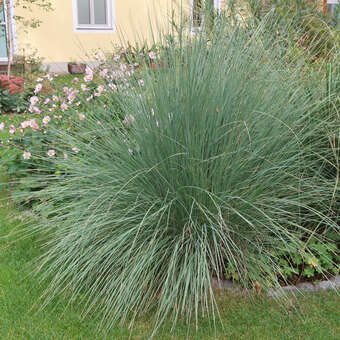 Muhlenbergia lindheimeri