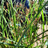 Cyperus longus - Langes Zypergras