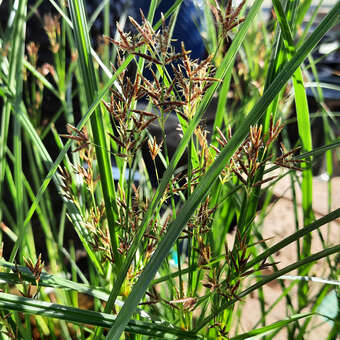 Cyperus longus
