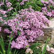 Saponaria haussknechtii (Syn. S. sicula var. intermedia): Bild 10/12