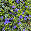 Vinca minor 'La Grave': Bild 5/7