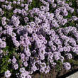 Thymus serpyllum: Bild 2/8