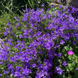 Campanula portenschlagiana: Bild 5/7